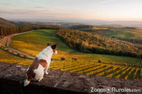 Tu can se merece unas vacaciones - Getty Images